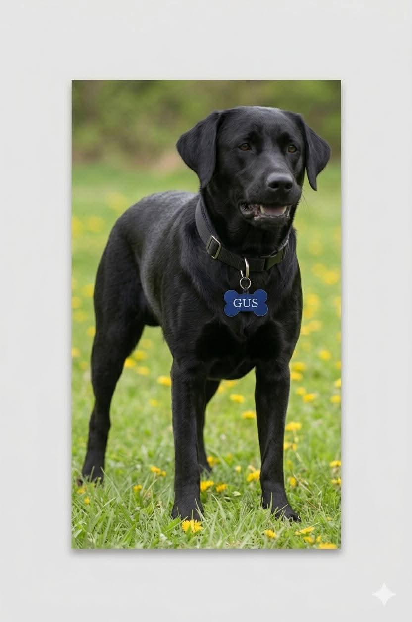 Pet Tags